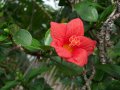 Foulsapate marron - Hibiscus boryanus - 2 à 3m